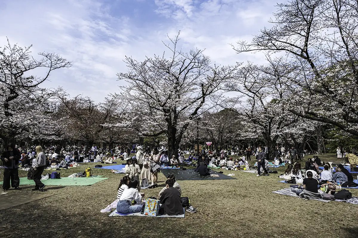 🌸 요기 공원(요기코엔) 이미지 6